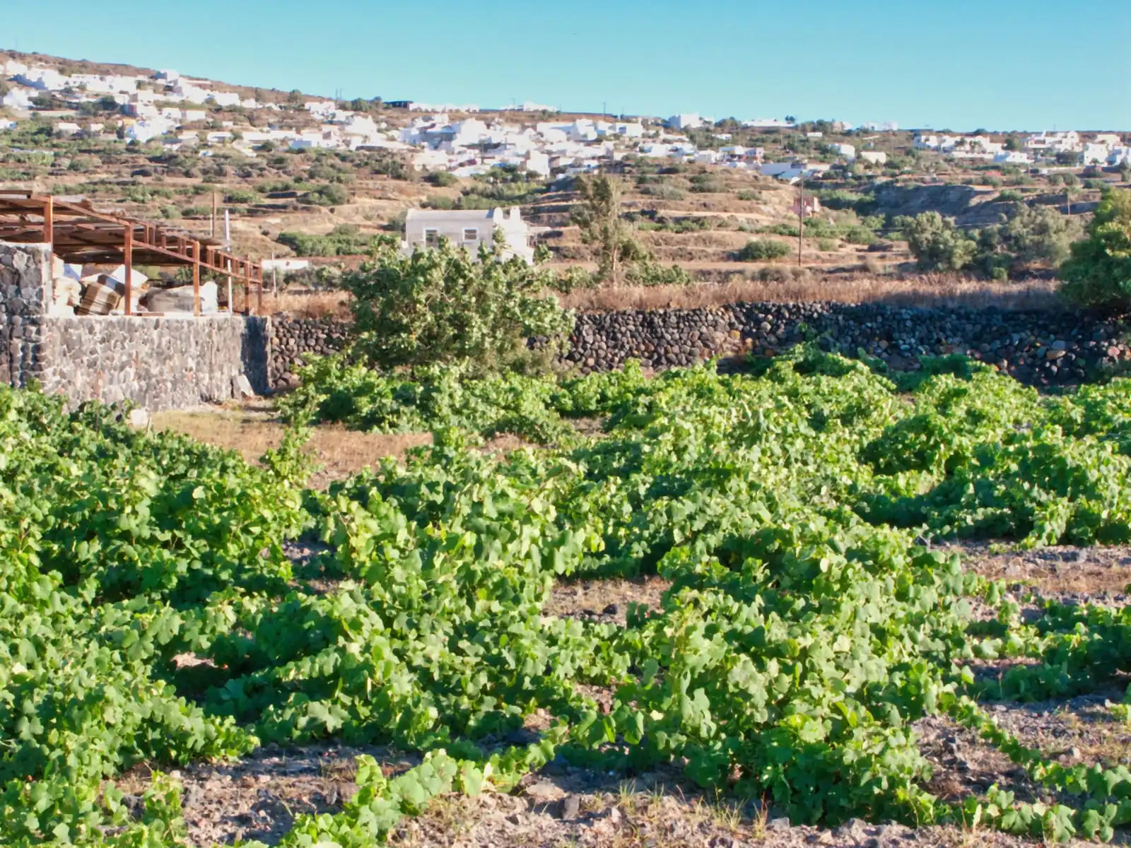 Old kouloura basket vines sprawling across volcanic soil at Domaine Sigalas, black lava-stone field walls and the white houses of the Oia plain behind