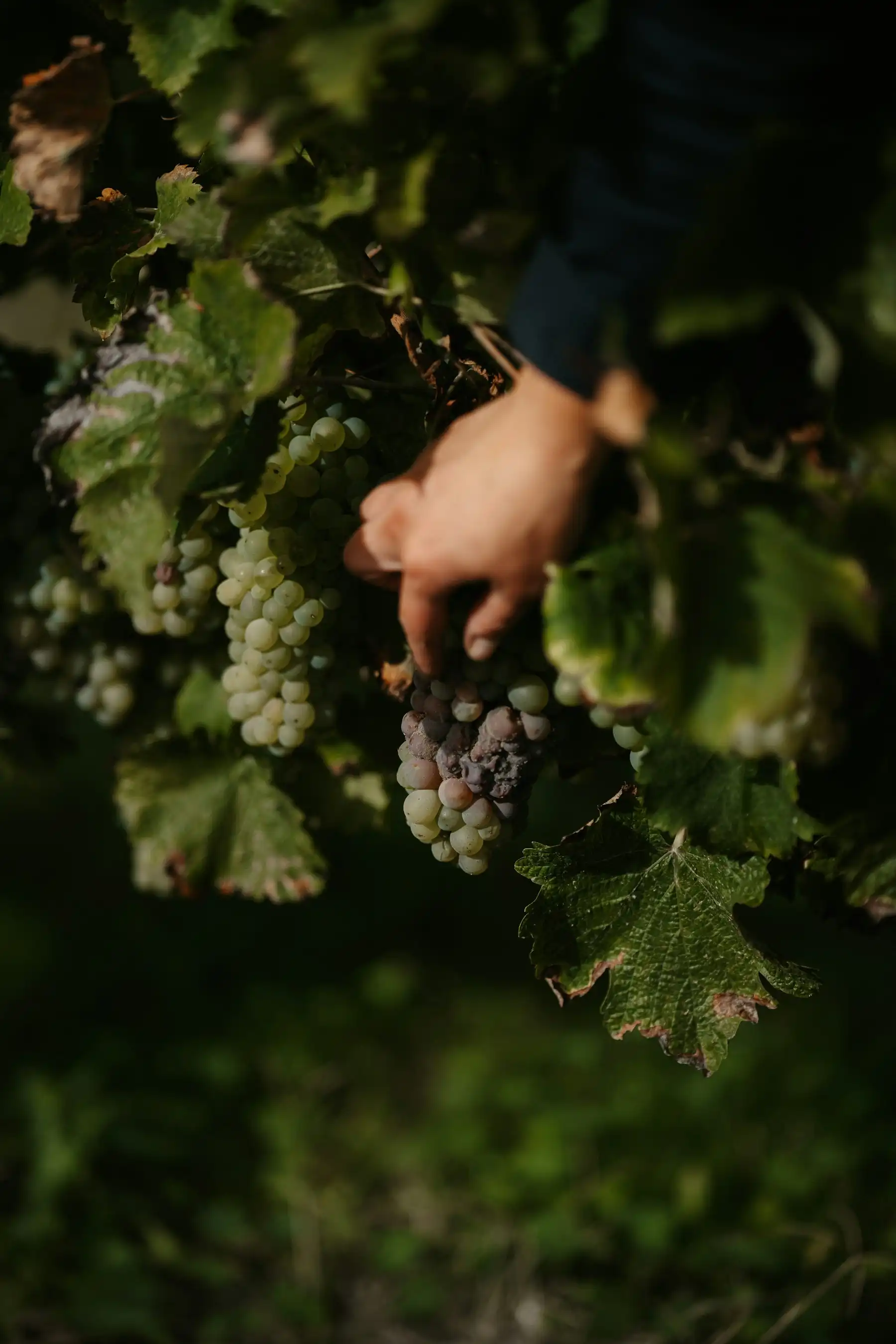 A picker’s hand reaching into sun-struck white grape clusters inside the vine canopy