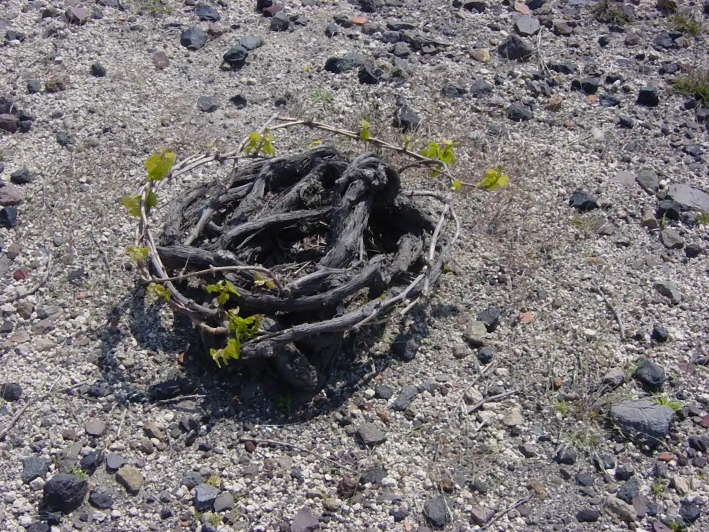 A kouloura — a Santorini vine woven into a low basket crown — growing straight out of grey volcanic pumice