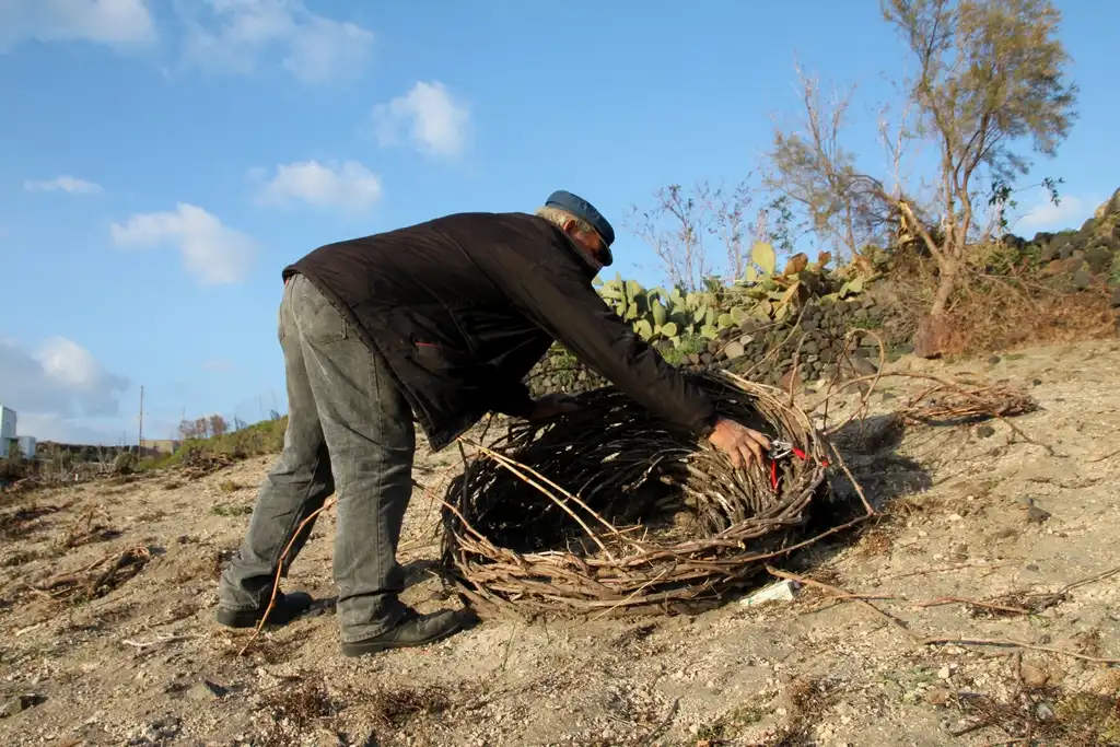 A Santorini grower bends over a woven kouloura basket vine, pruning shears in hand, prickly pears and volcanic field walls behind