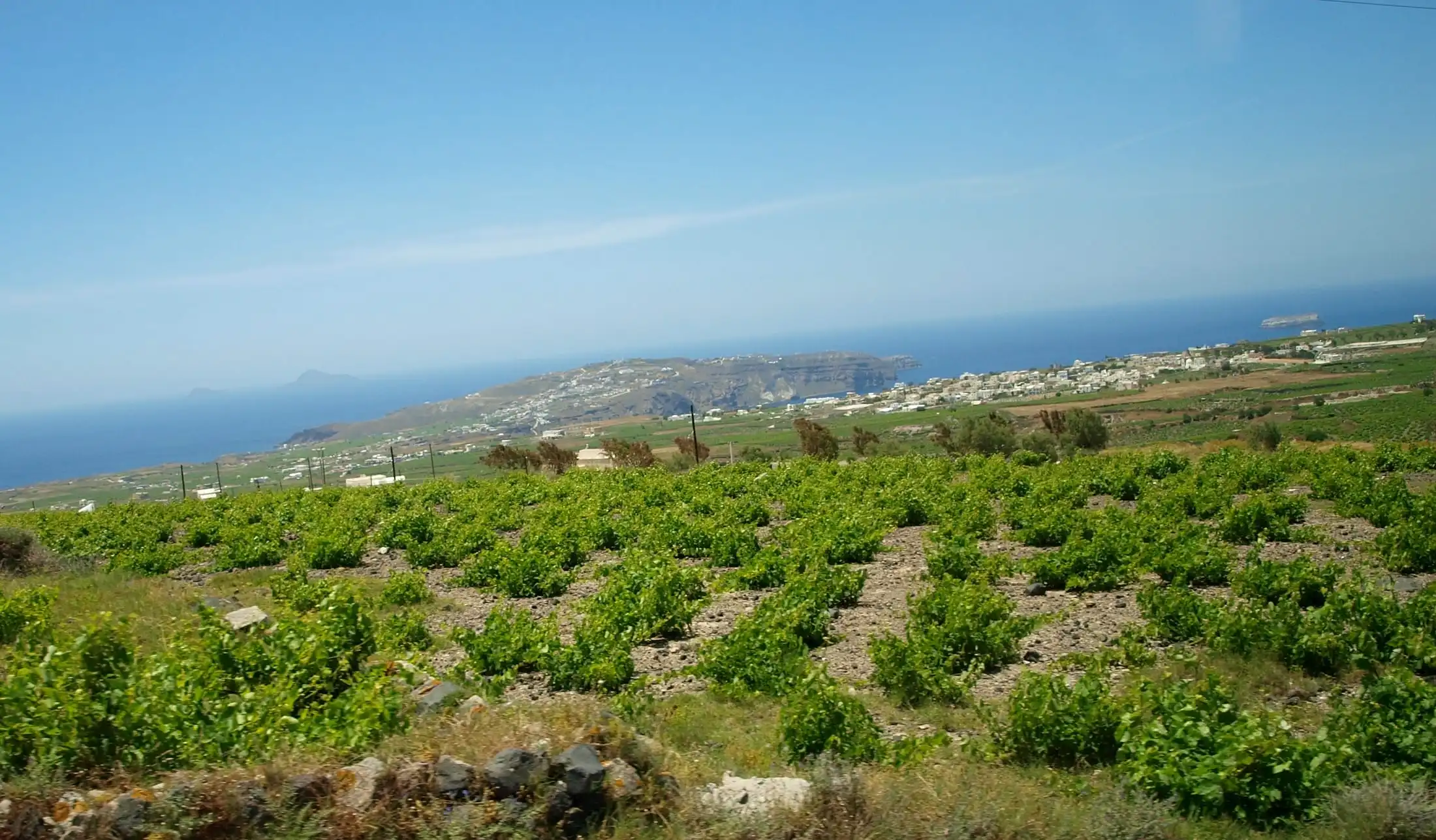 Rows of low-trained young vines on dry volcanic ground, white villages and the open Aegean beyond